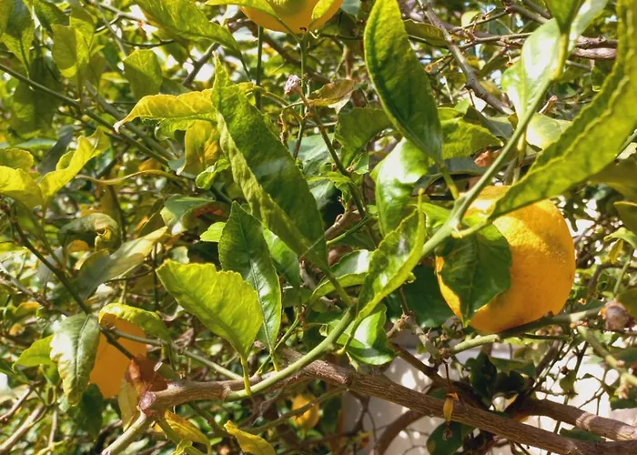 Villa Villino San Martino 350m Dal Mare With Covered Parking